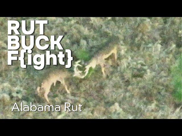 Dominance Duel Unmasked: Alabama Whitetail Buck Fight on Drone Will Blow Your Mind!