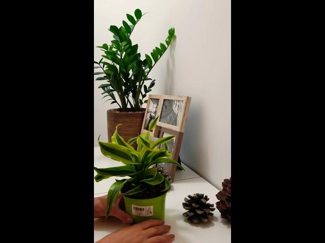 Драцена Торнадо - Dracaena Tornado