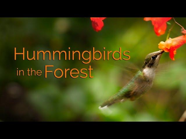 Hummingbirds and Jewelweed