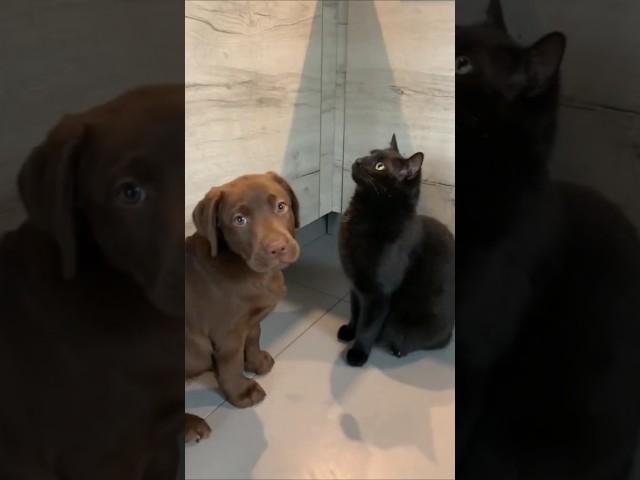 CATS AND DOGS FUNNY CUTE VIDEOS  598