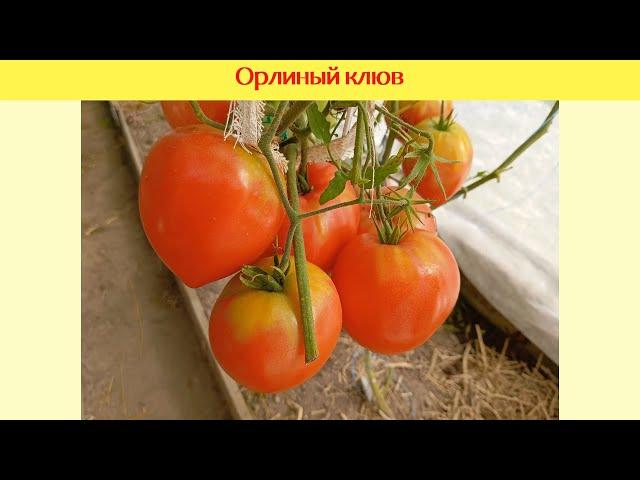 Обзор томатов 2024: Орлиный клюв