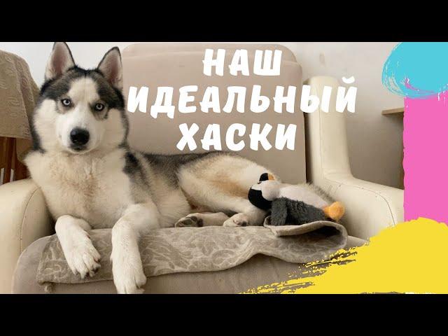 КАК ВЕДЕТ СЕБЯ ХАСКИ ГРОМ ДОМА ? | ХАСКИ В КВАРТИРЕ | НАШ ГРОМ