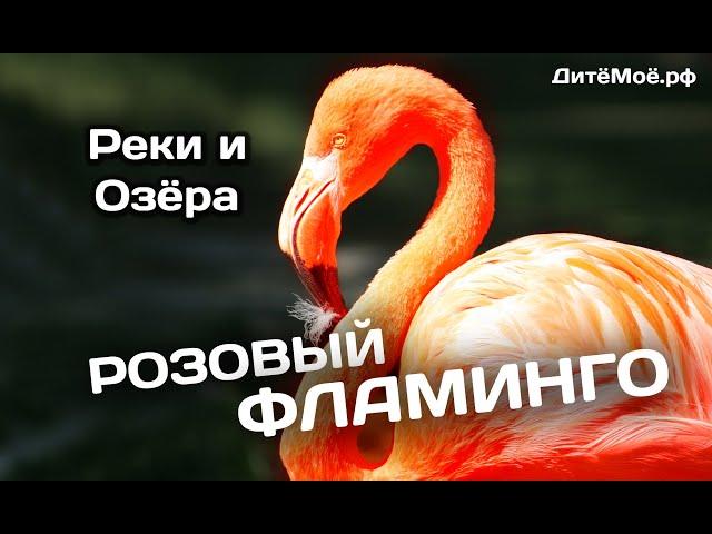 Розовый Фламинго. Энциклопедия для детей про животных. Реки и Озёра