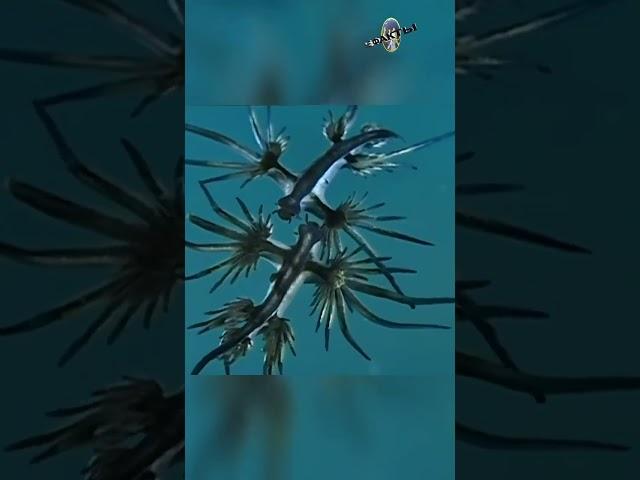 Голубой дракон, голубой ангел, GLAUCUS ATLANTICUS или просто ГЛАВК ГОЛОЖАБЕРНЫЙ