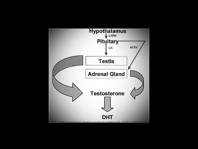 - DIHYDROTESTOSTERONE (DHT) - Binaural Steroids (Strong Anabolic Effect, Improved Masculinity)