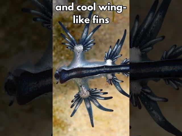 This Tiny Blue Sea Slug Packs a DEADLY Punch!