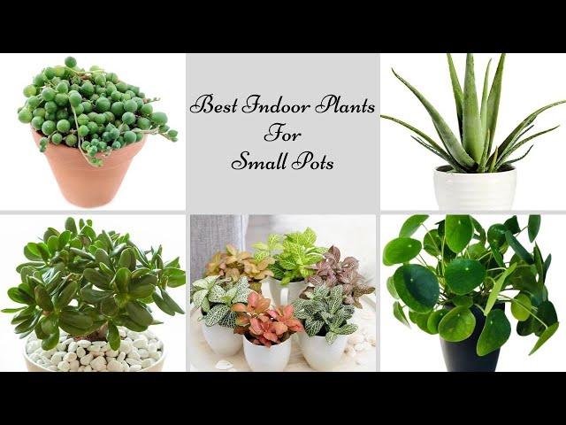 16 Best Indoor Plants For Small Pots 2023 | Small Houseplants For Apartment Living