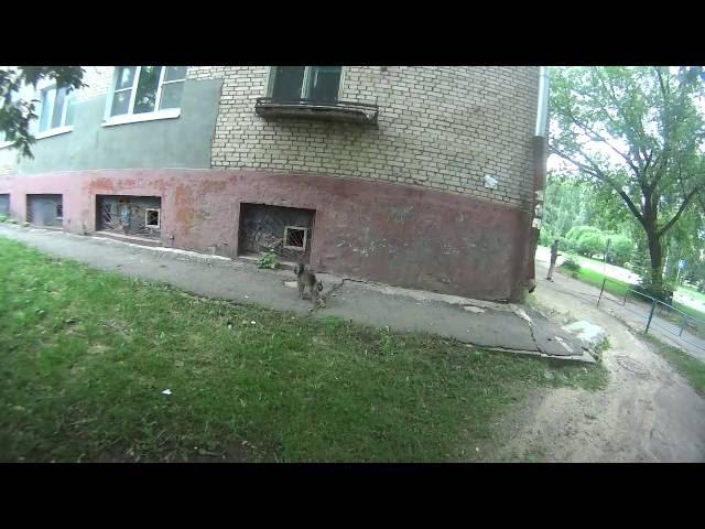 Cat eating sausage, stretching, scratching ear