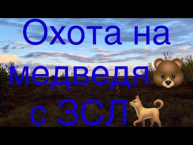 Охота на медведя с западно-сибирскими лайками