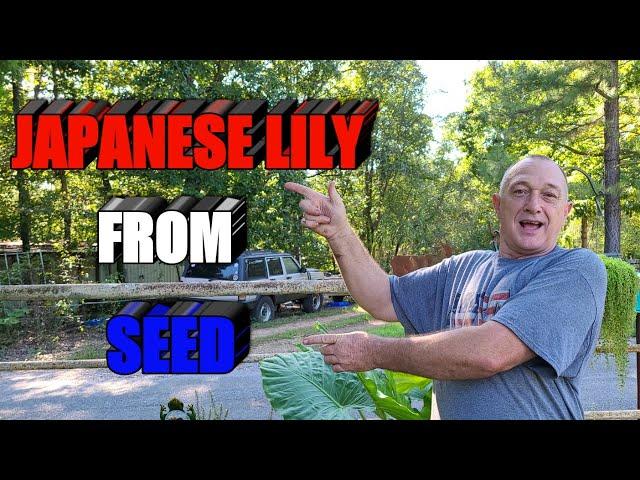 Japanese Lily from seed