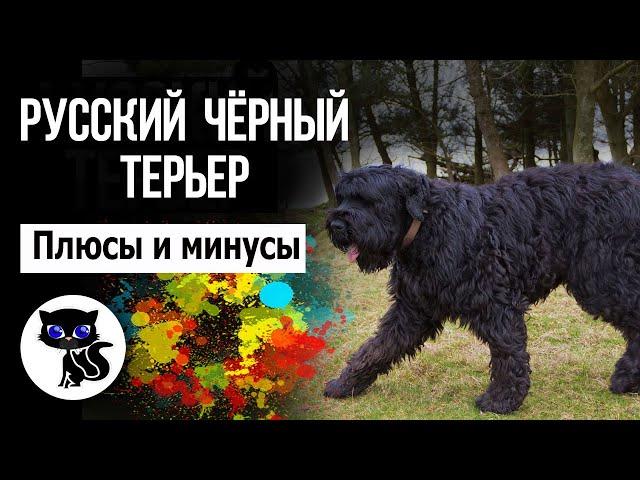   Русский чёрный терьер, плюсы и минусы породы. Особенности содержания черныша (собаки Сталина)