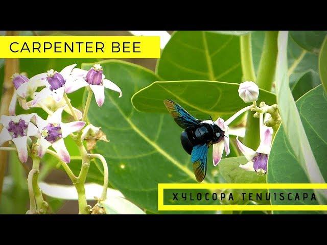 Carpenter Bee (Xylocopa Tenuiscapa) on Crown Flower