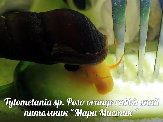УЛИТКИ ОРАНЖЕВЫЙ КРОЛИК -  Tylomelania sp. Poso orange rabbit snail  ( МАРИ МИСТИК )
