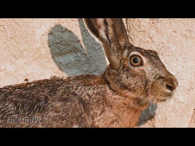 Hare eats clay