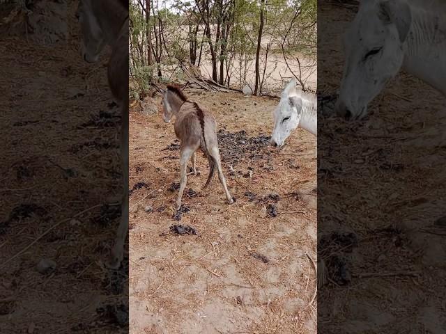 #Donkeys#animals#pets#viral #video#nature