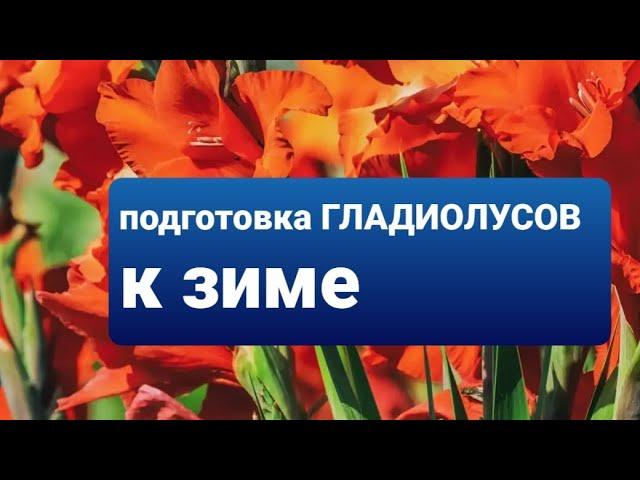 Подготовка гладиолусов к зиме. Что делать, если нет подвала?! Как хранить луковицы.