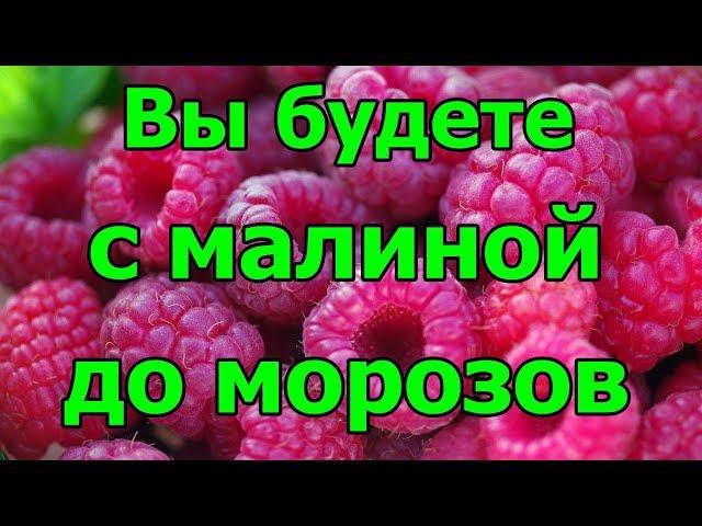 Вы будете с малиной до морозов.