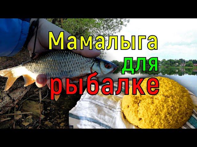 Мамалыга для мирной рыбы. Тесто для рыбалке. Приготовление рецепт мамалыги.