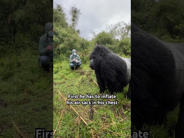 Close encounter with a gorilla #animalsightings #wildlife #gorillas