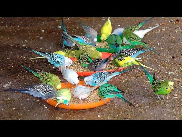 Love Birds HD  Sounds