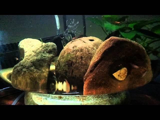 Shrimp behavior (question in the video description)