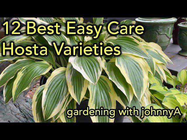 12 Best Easy Care  Hostas | Must Have,, Fast Growing Hosta Varieties for Garden and Container