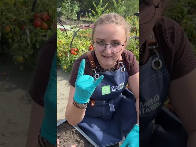 Как разметить грядку под чеснок?
