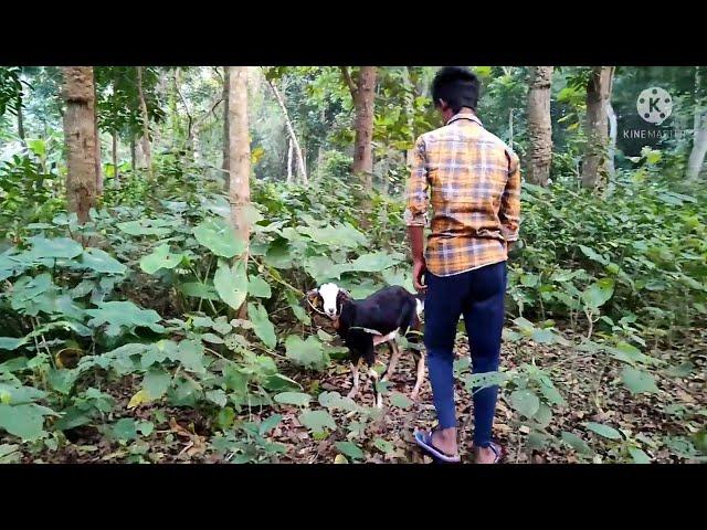 Oho amazing man with his goat cute boy murraha goat veloge video#goat vs man