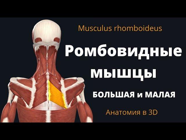 Ромбовидная мышца. Малая и большая ромбовидная мышца. Анатомия.