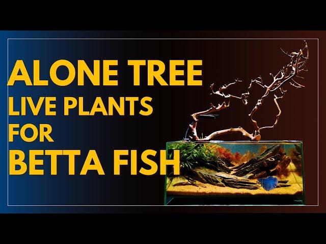 Betta Fish Tank Set Up l Alone Tree l Live Plants Aquarium for Beginner (Step by step)