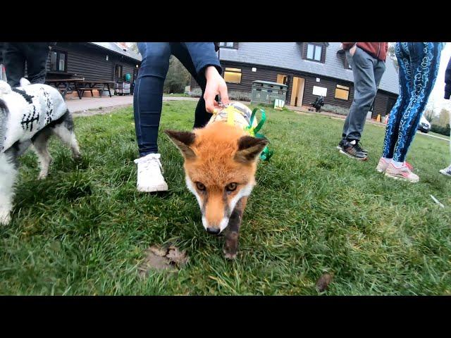 Pumpkin the Fox | Cared for by a vet | Was run over and now she has a neurological disease