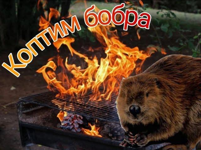 ХВОСТ БОБРА ГОРЯЧЕГО КОПЧЕНИЯ!!!!ДЕЛИКАТЕС ИЛИ НЕТ???