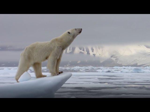 Best Polar Bear Moments | Part 1 | BBC Earth