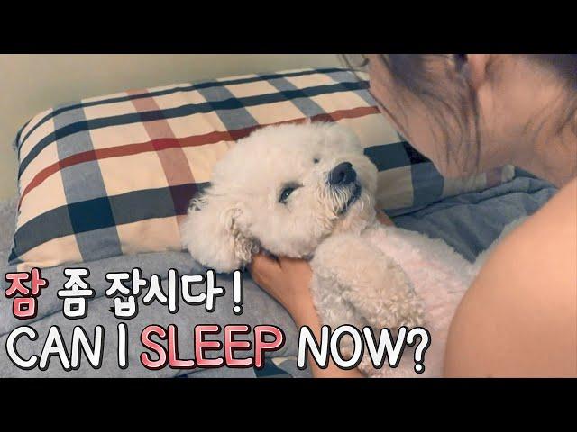 Bichon Frise's Night Routine Revealed | SOM-thing Special Bedtime Routine