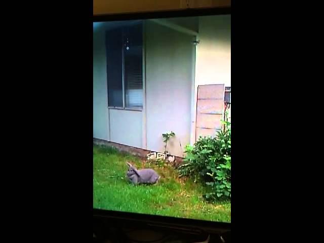 Smart rabbit escape