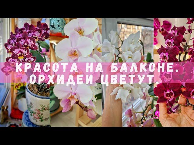 Цветение орхидей на балконе.Орхидейный балкон.Домашнее цветение очередных сортов. Мой мини-сад.