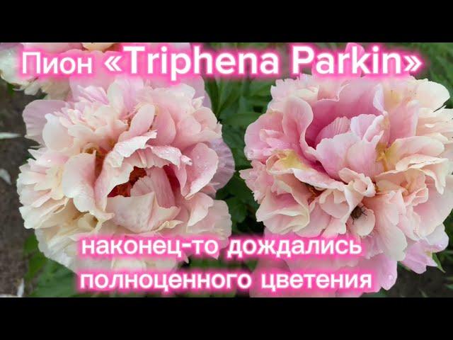 Пион «Triphena Parkin». Наконец-то дождались полноценного цветения