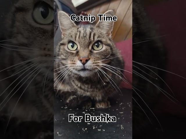 Bushka Cat Tries Catnip!