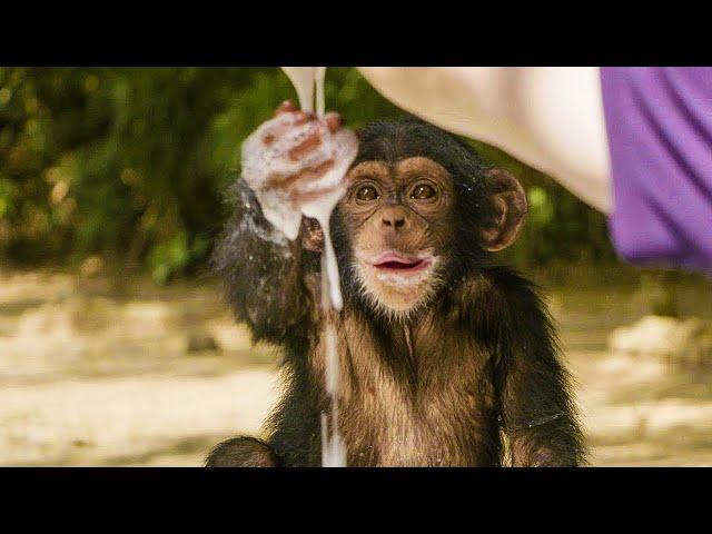 Baby Chimpanzees Playing With Bubbles | Baby Chimp Rescue | BBC Earth Kids