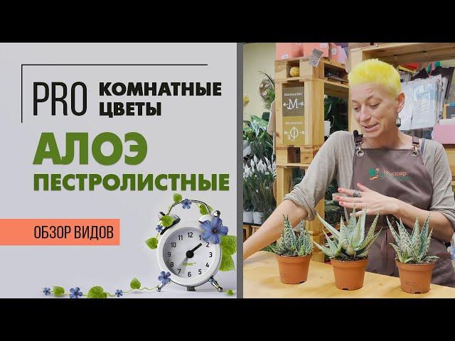 Обзор сортов Алоэ пестролистного - неприхотливая комнатная красота | Алоэ домашнее