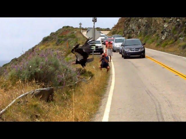 California Condor Takes Flight at Big Sur