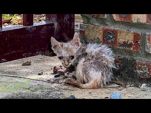 Having never received love in her life, she shed tears when our team fed her!