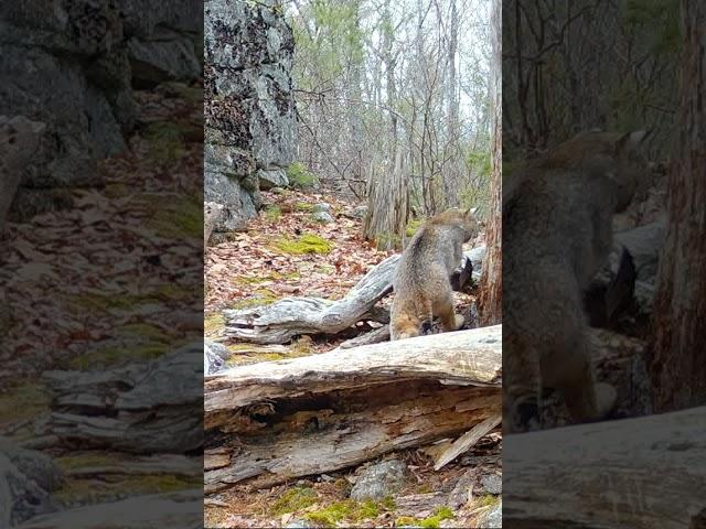 Mink vs Bobcat, who won? #shorts