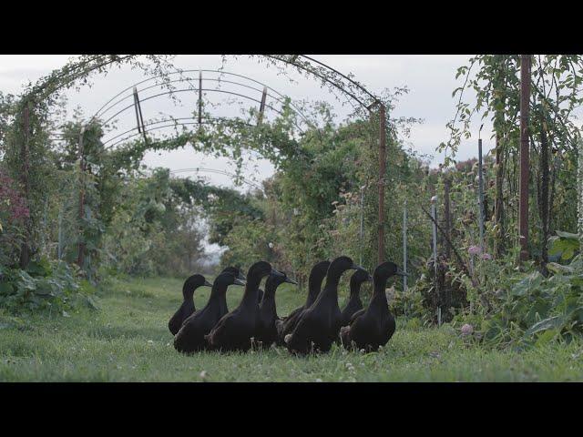 Meet the Floret Ducks