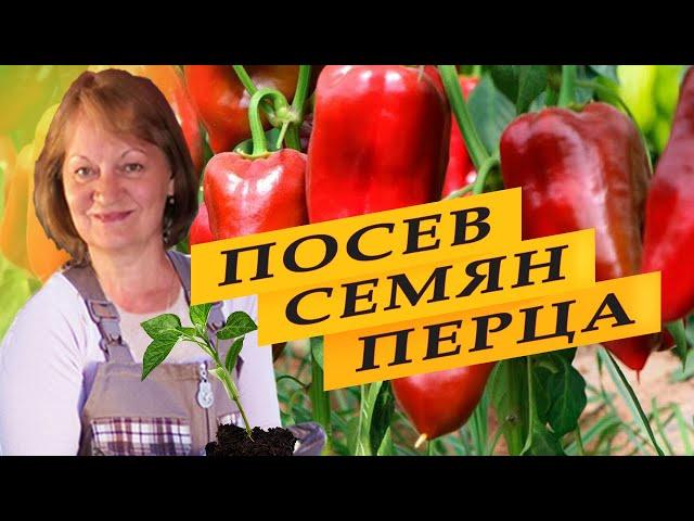 Посев перца на рассаду пророщенными семенами.