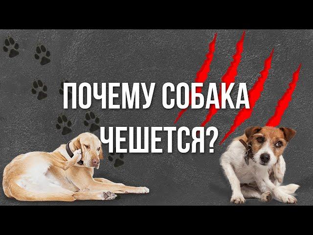 Почему собака чешется?