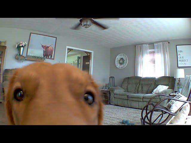 Golden Retriever discovers his puppy cam...