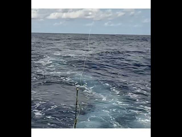 Lady musgrave black marlin