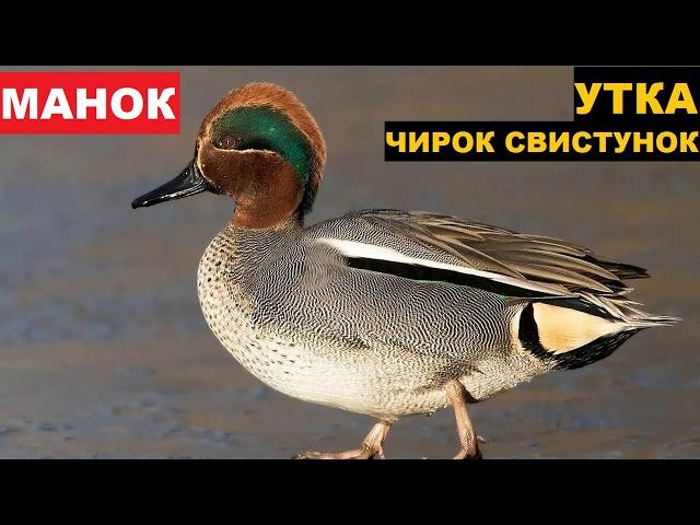 ЗВУК (ГОЛОС) УТКА ЧИРОК СВИСТУНОК 3