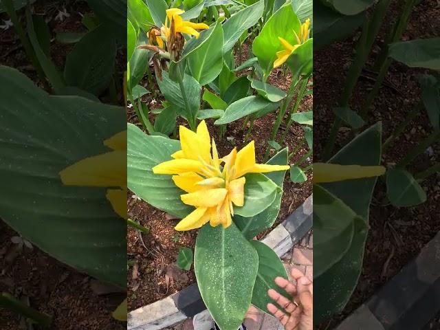 Multicolor Bougainvillea #plantsgarden #shortsvideo